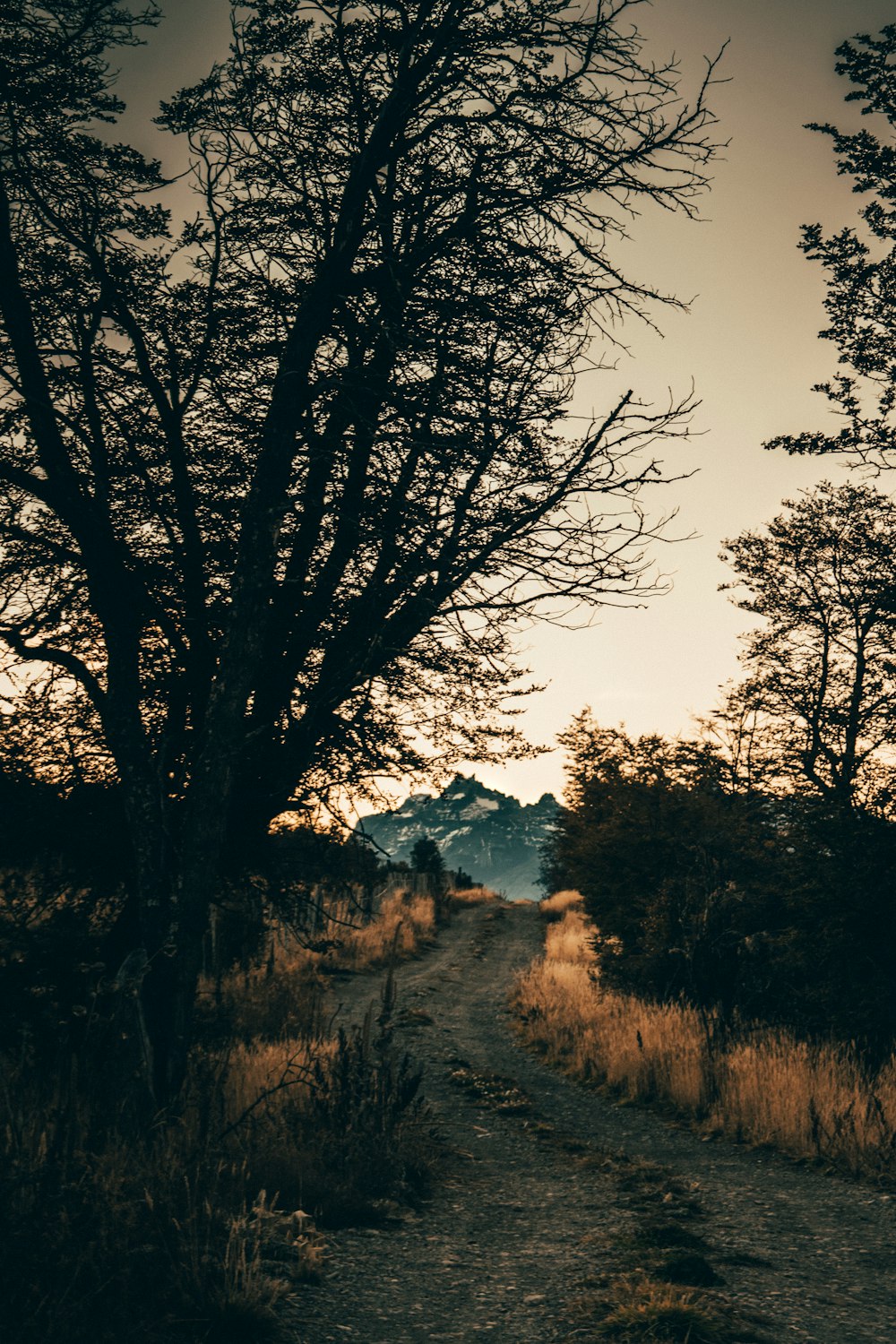 landscape photography of desire path surrounded with brown grasses