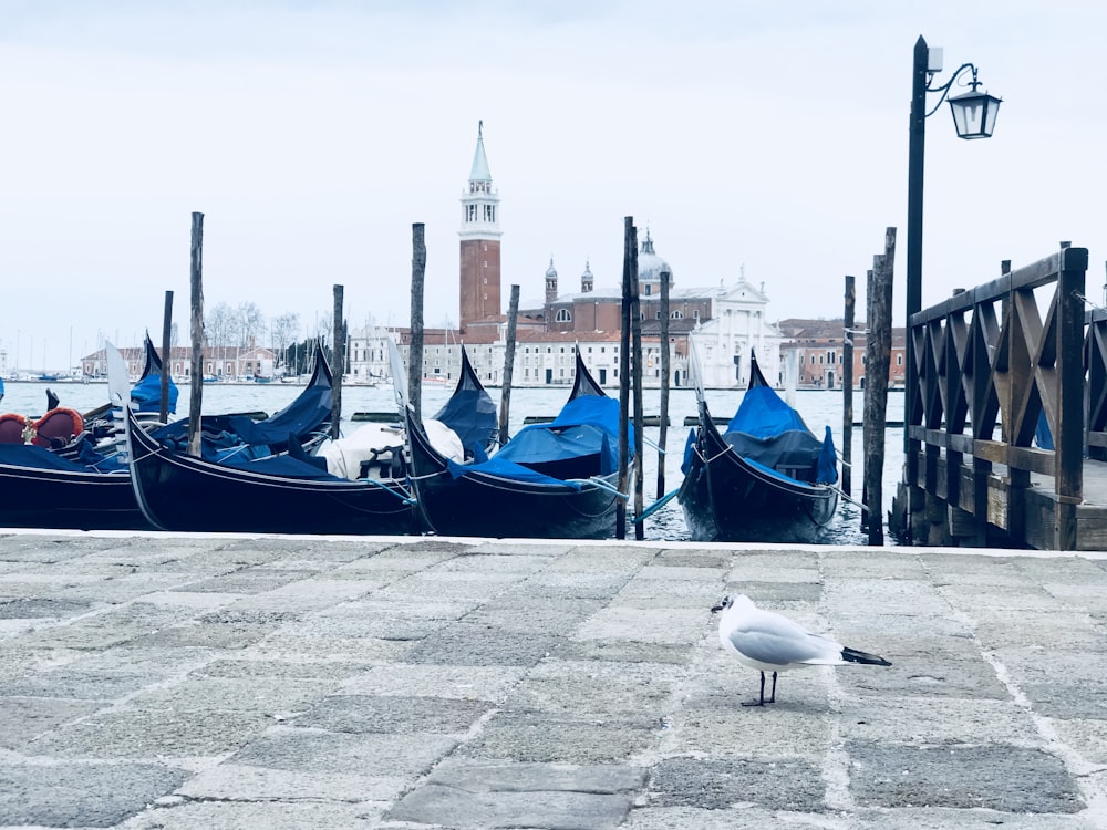 white and gray bird standing near boats on dock