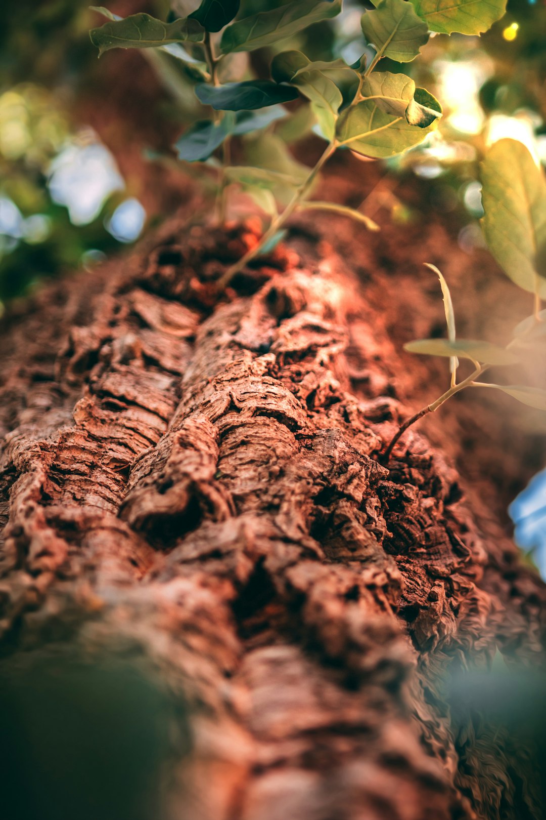 brown tree bark