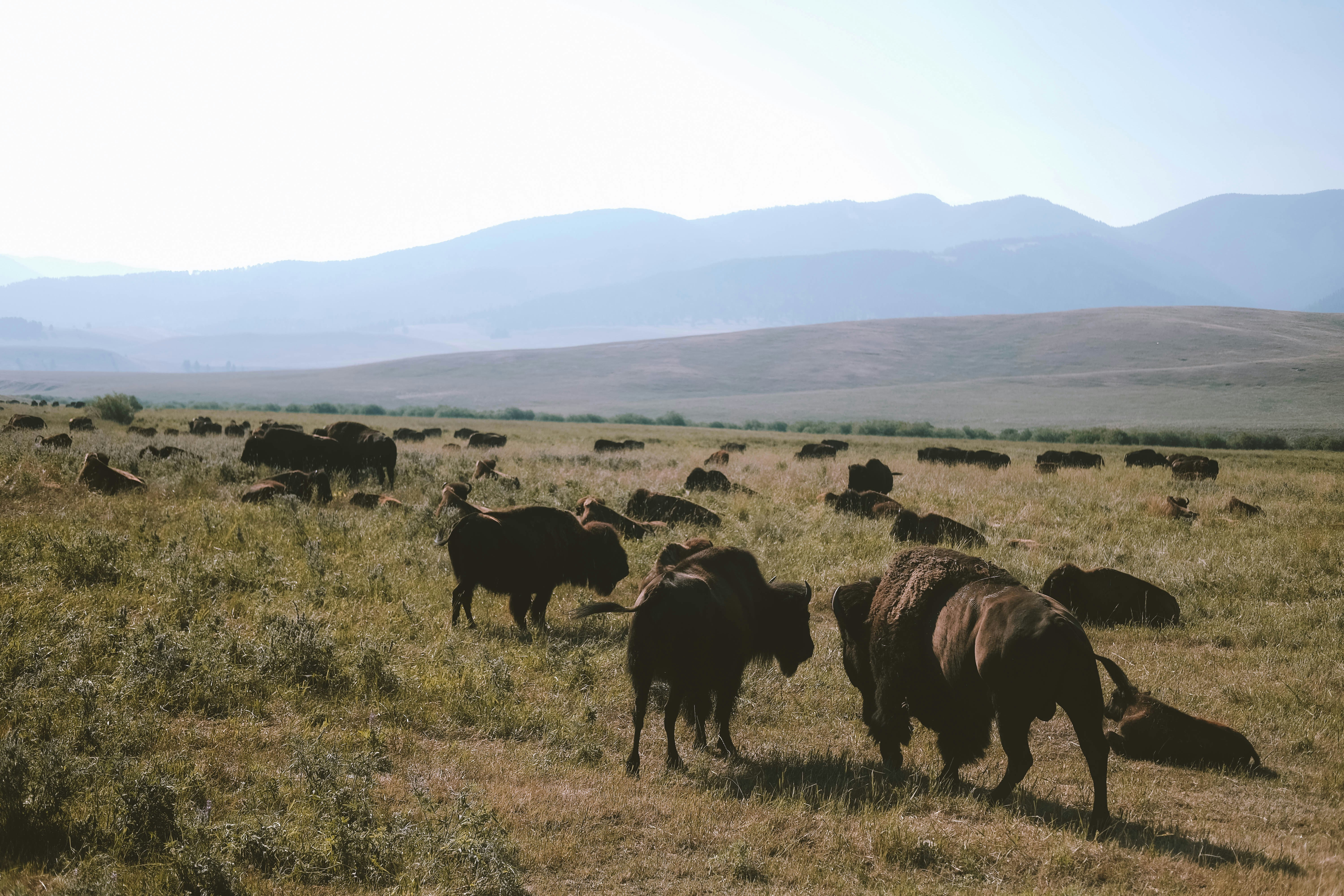 herd of bisons on field