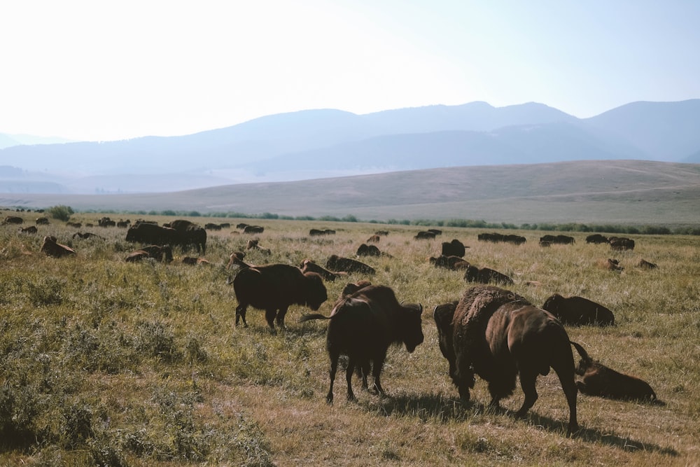 herd of bisons on field