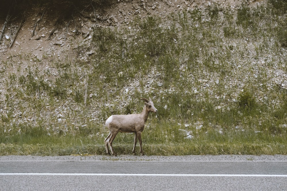 brown deer