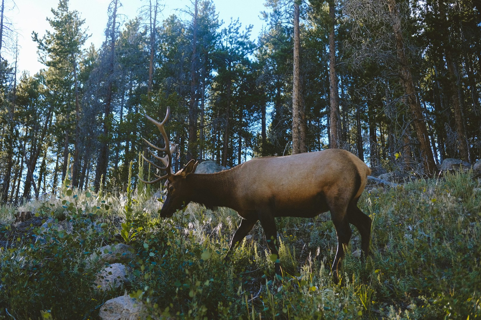 First Feedground-Region Elk Contracts CWD