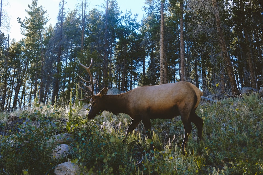 brown deer