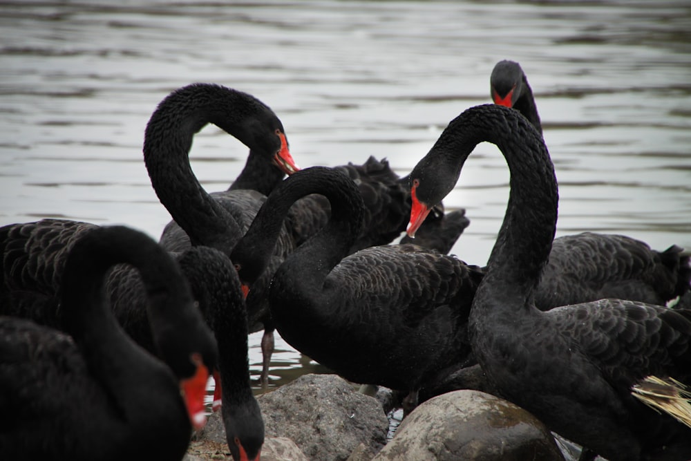 black swan on rock