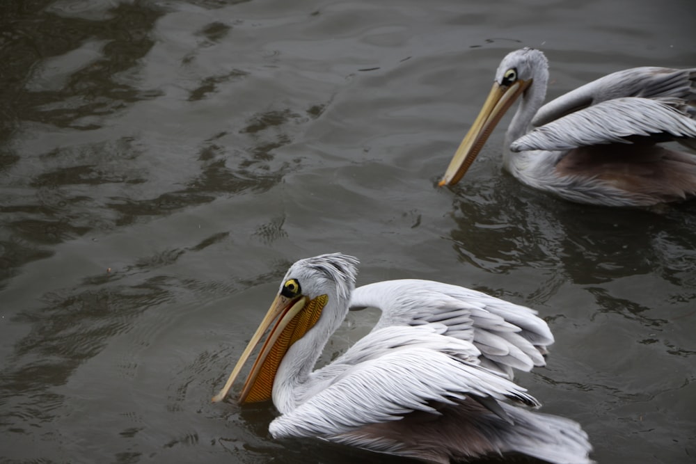 two white pelican birds on body of water