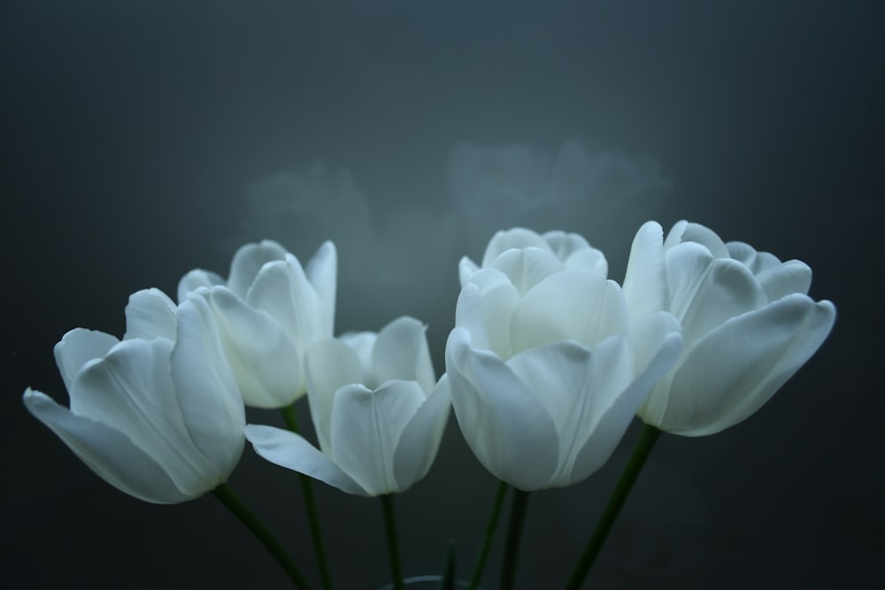 white petaled flowers