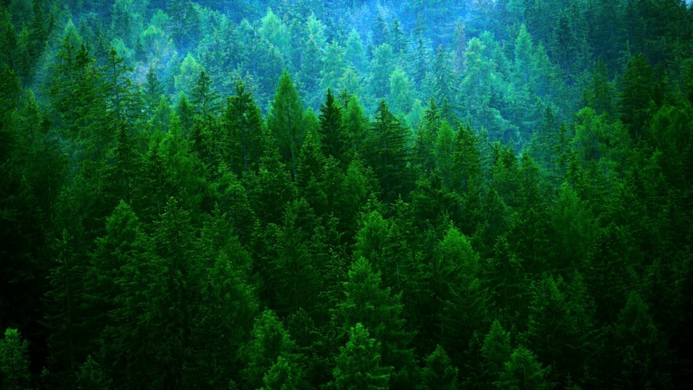 aerial view of green pine trees