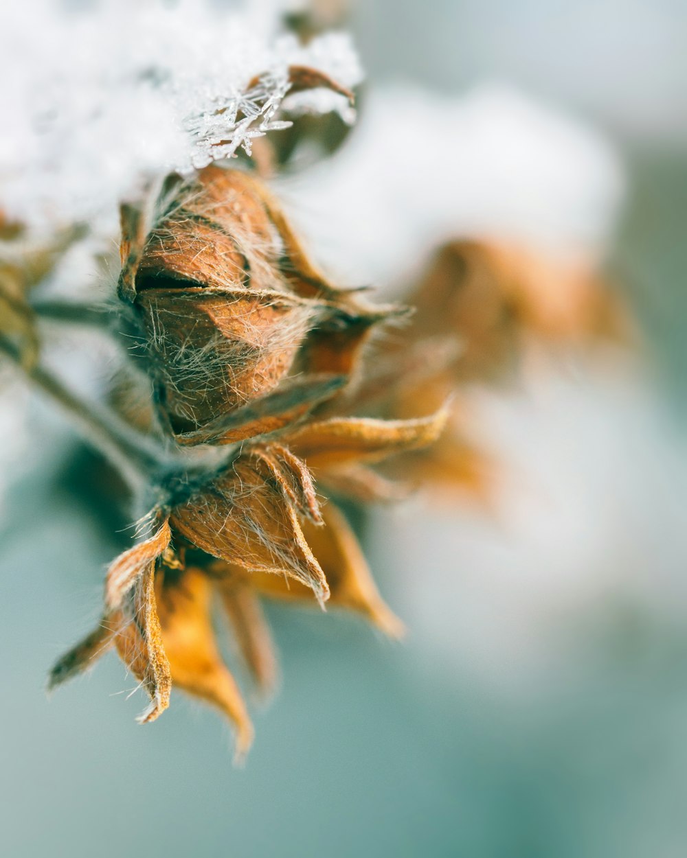 selective focus photography of brown-petaled flowers