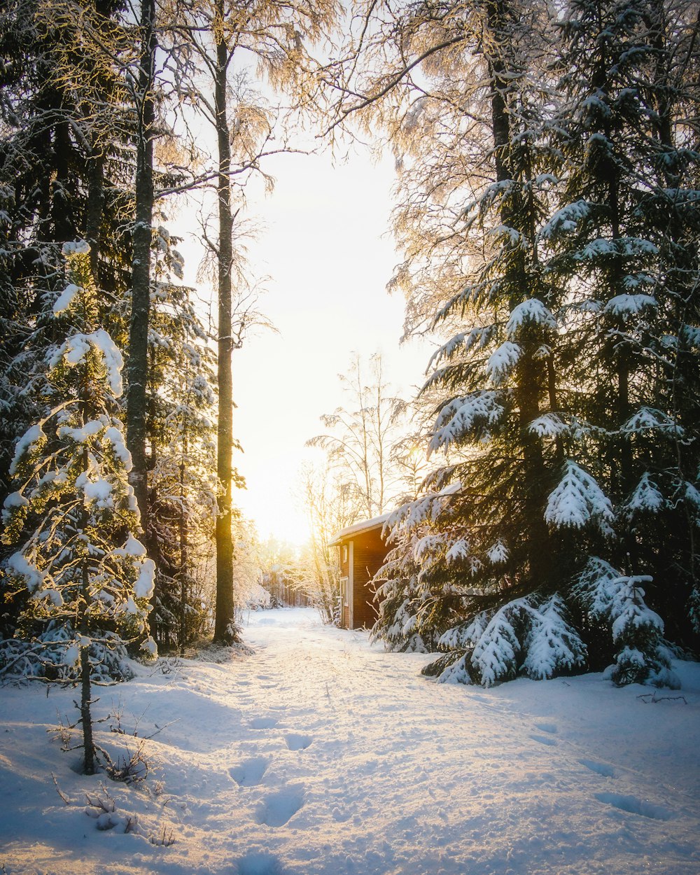 pinos cubiertos de nieve durante el día