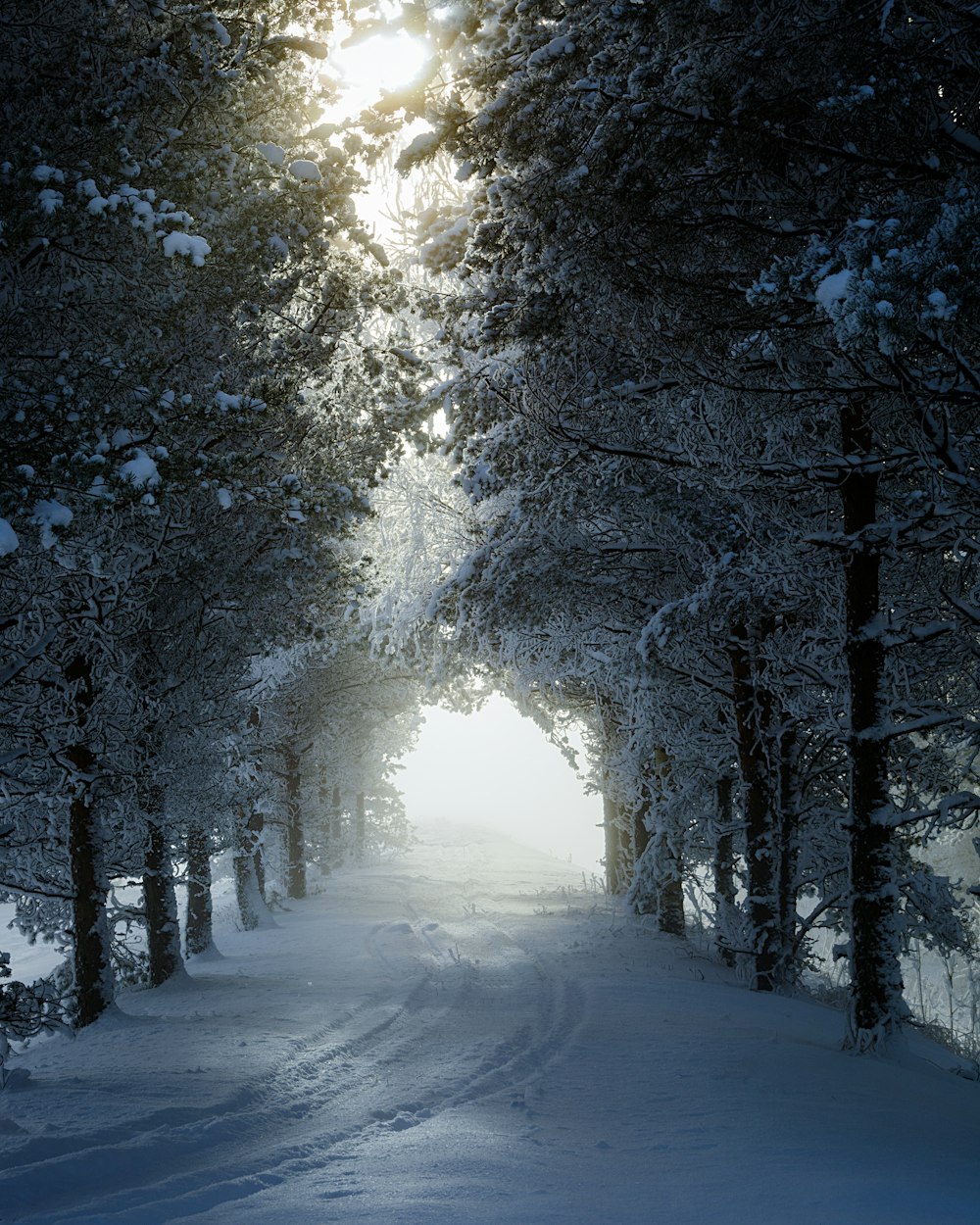 snow covered trees