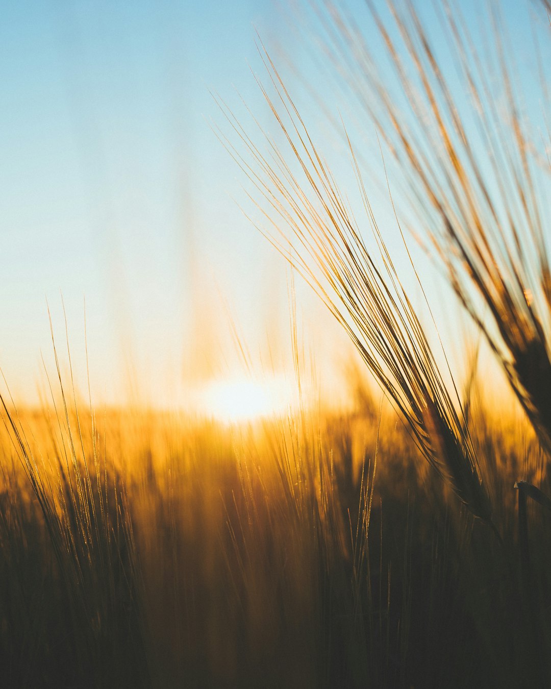 grasses across sun photo