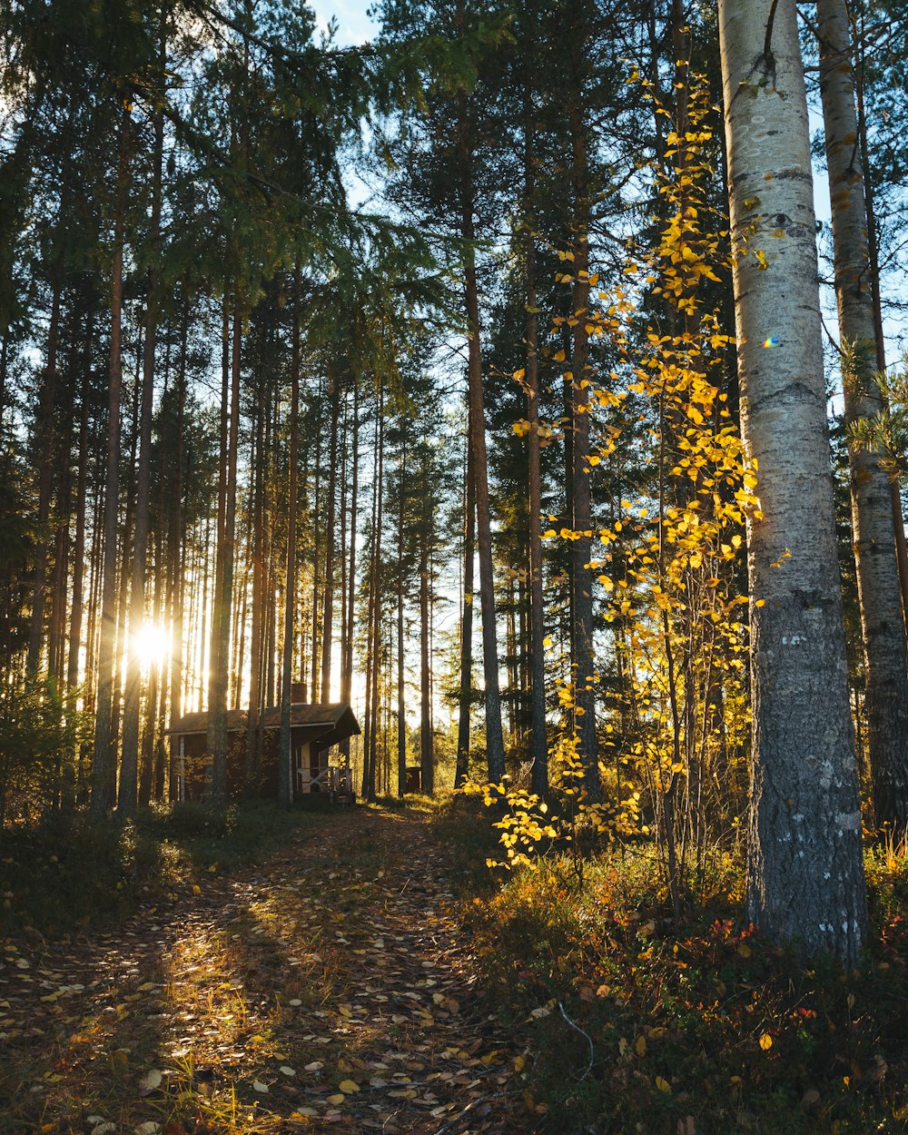 house surrounded by trees