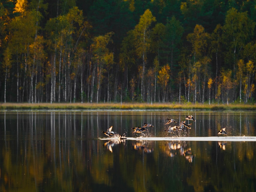 flying ducks from body of water