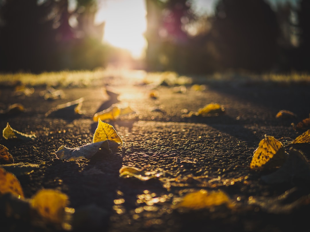 withered leaves