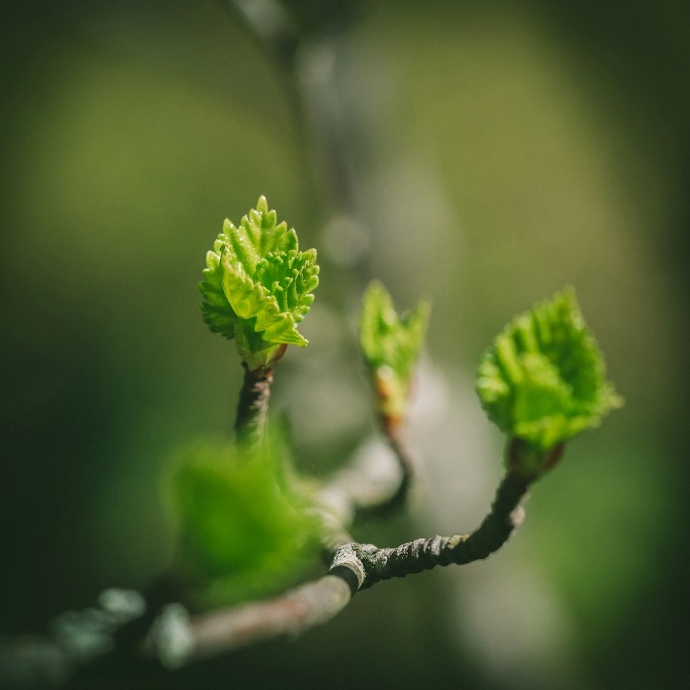 Fotografía de enfoque selectivo de la rama de un árbol