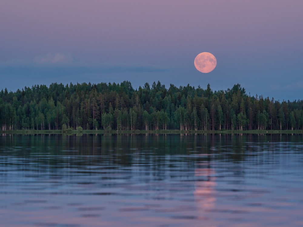 body of water with forest background