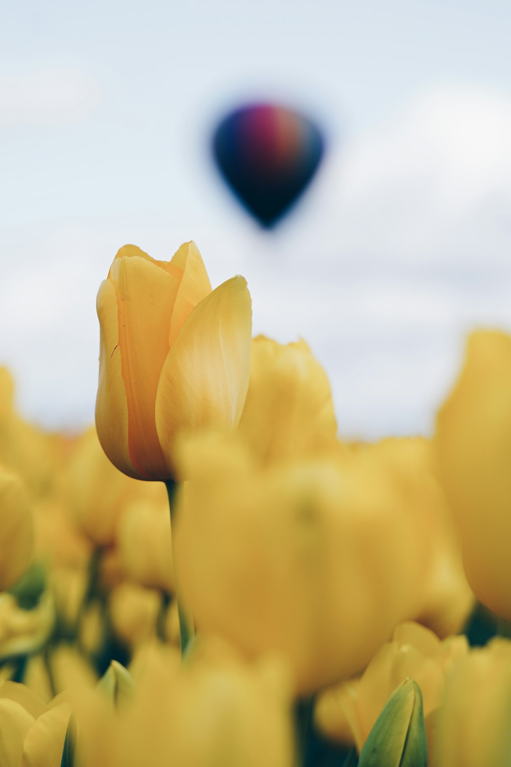 close-up photo of yellow tulips