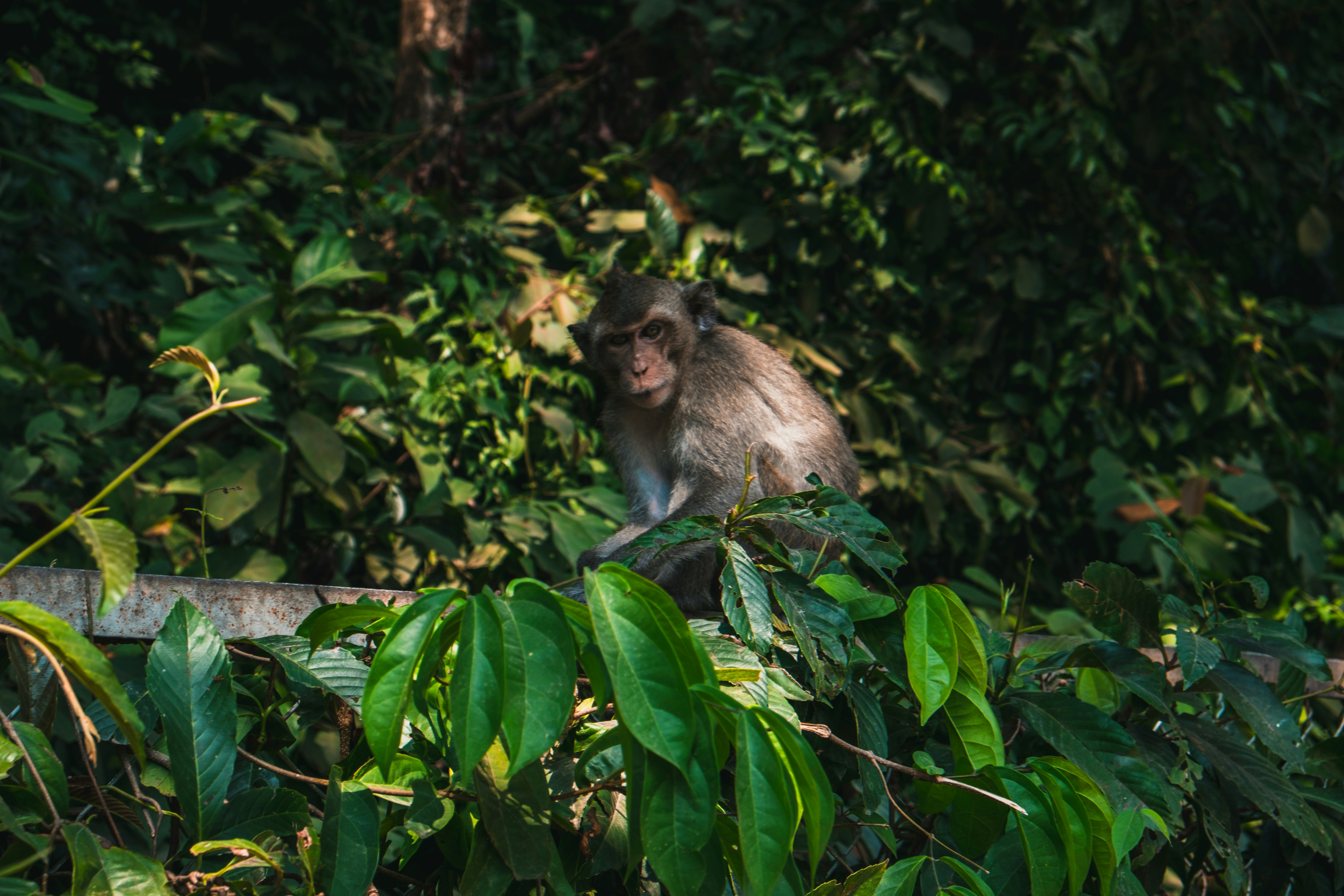 Photo by silverringvee