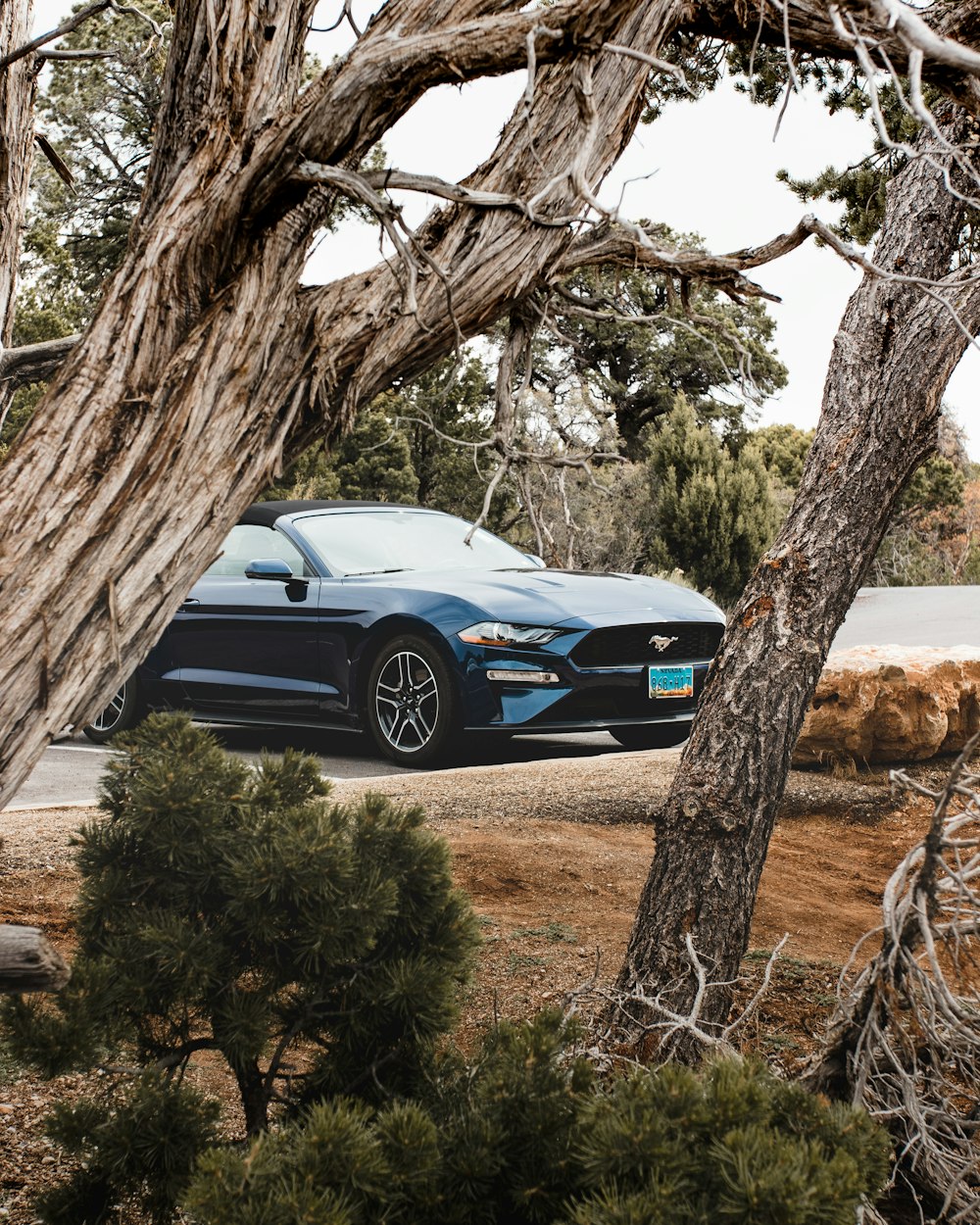 blue Ford Mustang beside tree during daytime