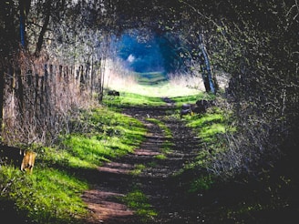 forest pathways photo