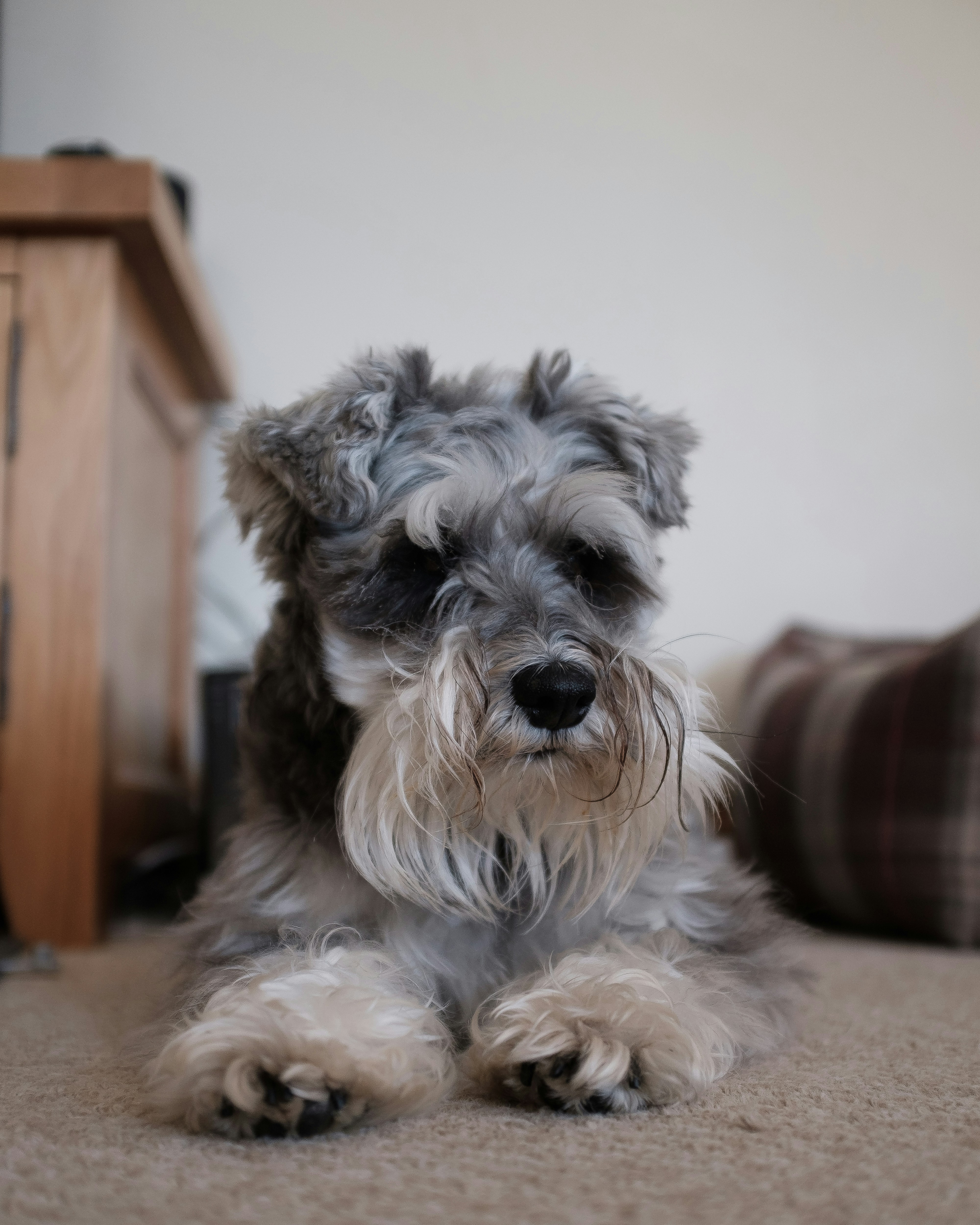 Are Miniature Schnauzer Good Family Dogs?