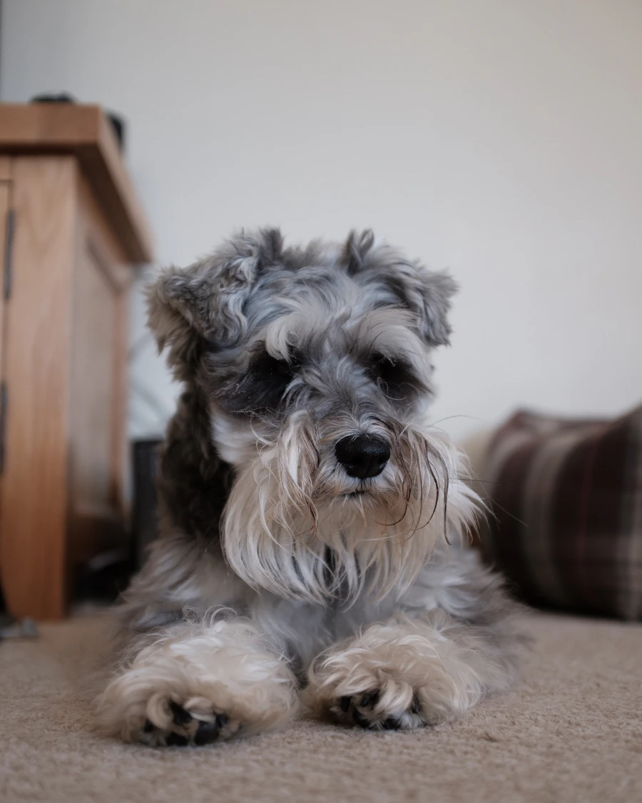 Schnauzer descansando en casa
