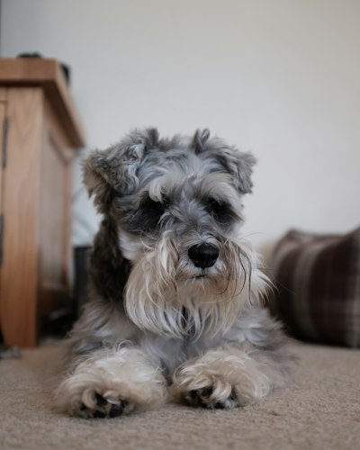 Miniature Schnauzer resting indoors on a bed