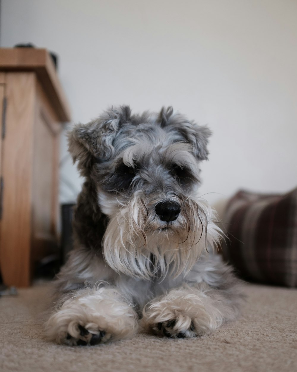 Schnauzer lying on bed