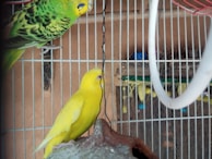 Two birds are positioned inside a cage with vertical bars. A yellow bird is perched on a textured surface near the bottom, while a green and black patterned bird is situated above. Some cage accessories and a background with muted colors are visible.