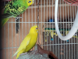 Two birds are positioned inside a cage with vertical bars. A yellow bird is perched on a textured surface near the bottom, while a green and black patterned bird is situated above. Some cage accessories and a background with muted colors are visible.