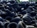 A large pile of old, used tires stacked haphazardly outdoors, with some vegetation visible in the background.