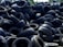 A large pile of old, used tires stacked haphazardly outdoors, with some vegetation visible in the background.