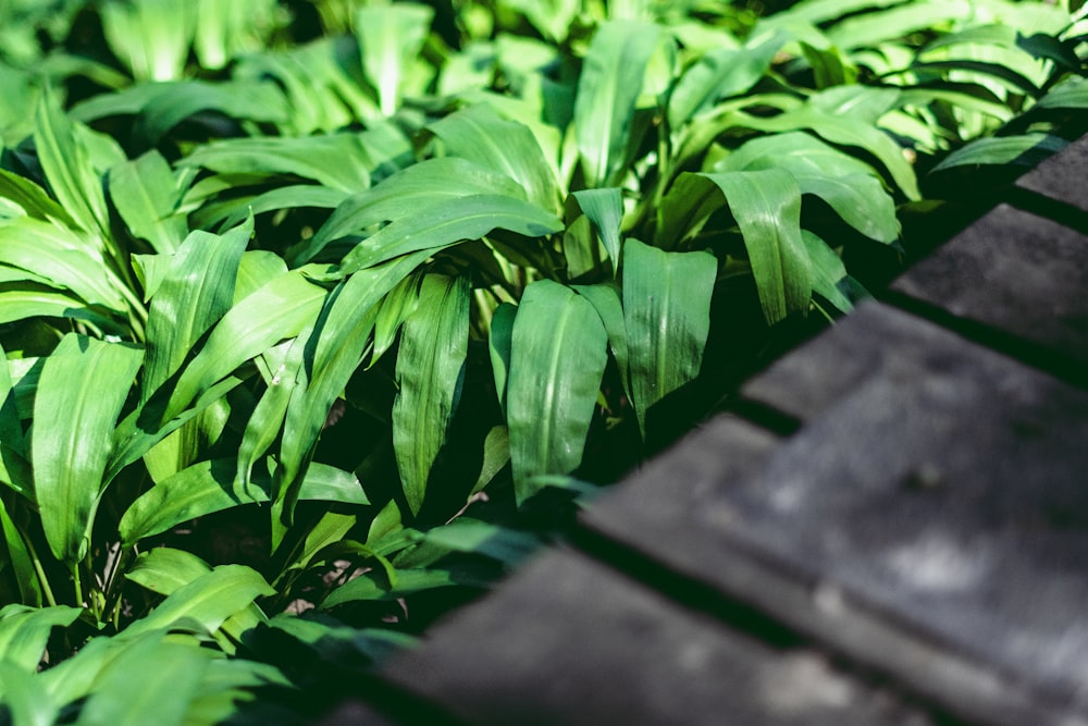 green-leafed plant