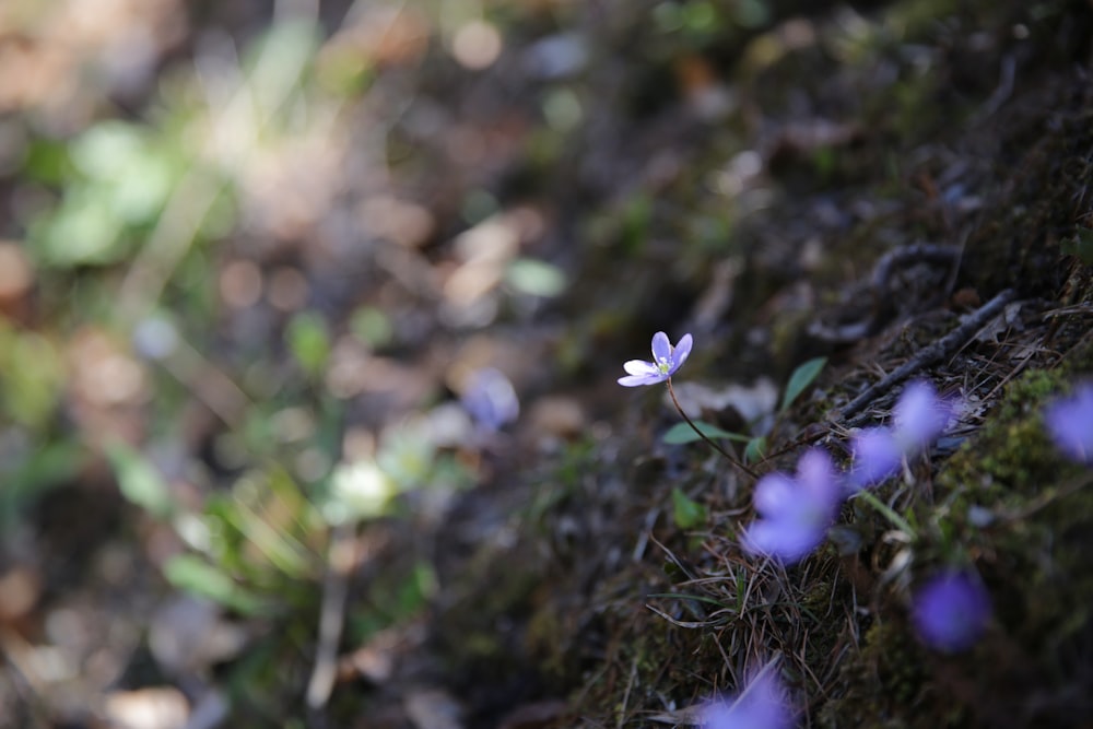 purple flowering plant