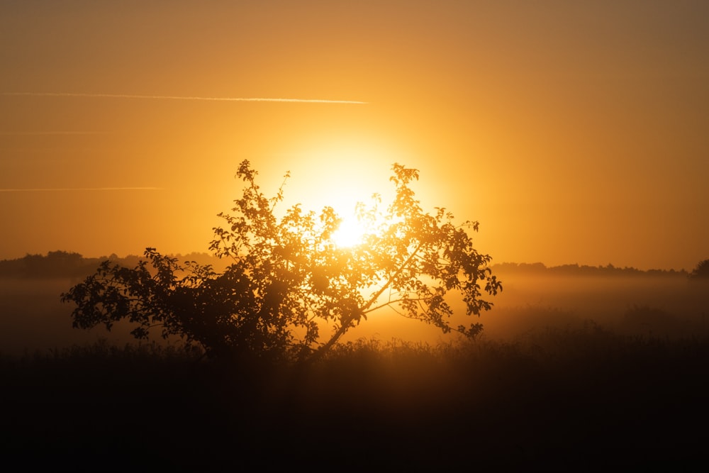 tree during golden hour