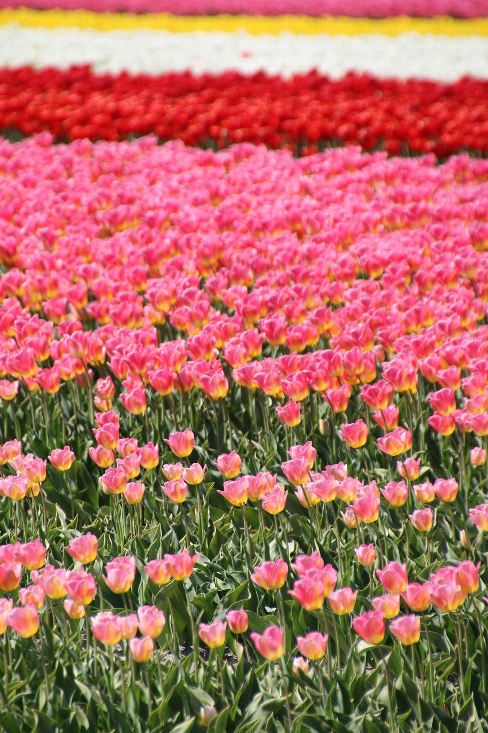 jardim de flores de pétalas cor-de-rosa