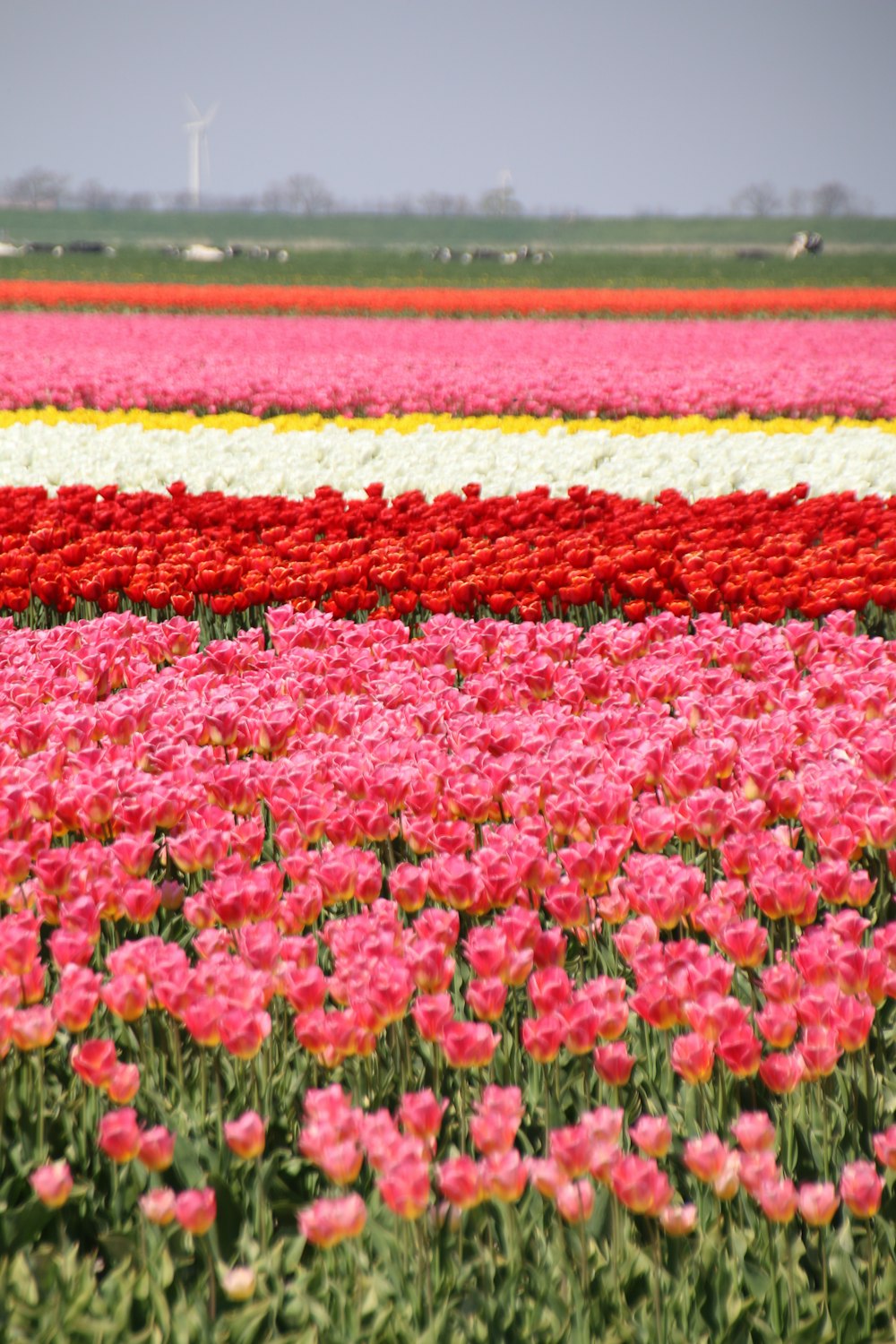 bed of white, red, and pink-petaled flowers