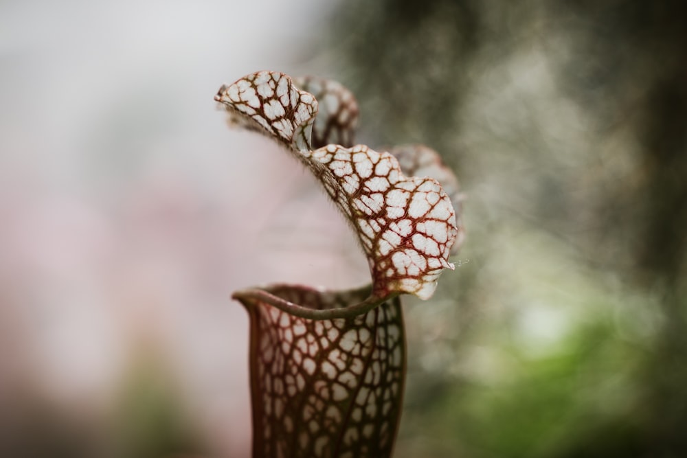 red pipe plant