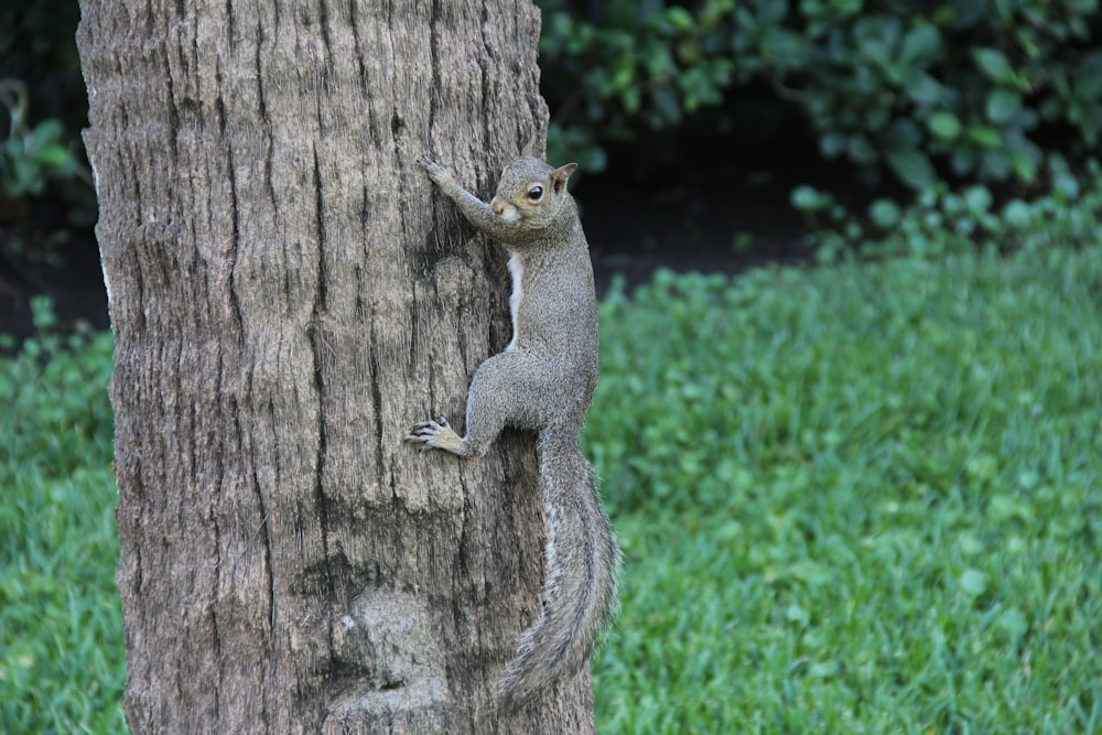 gray squirrel