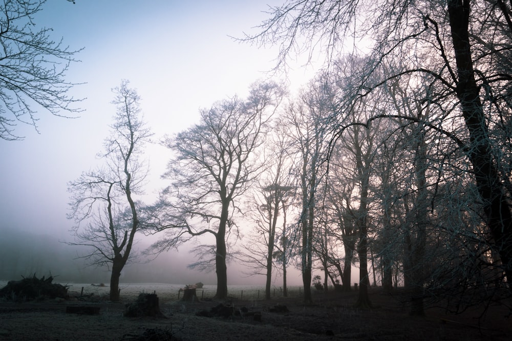 silhouette of birch trees