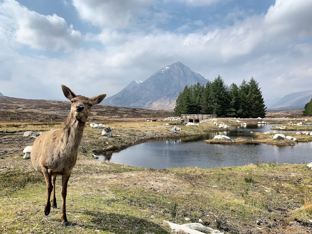 brown deer near pond