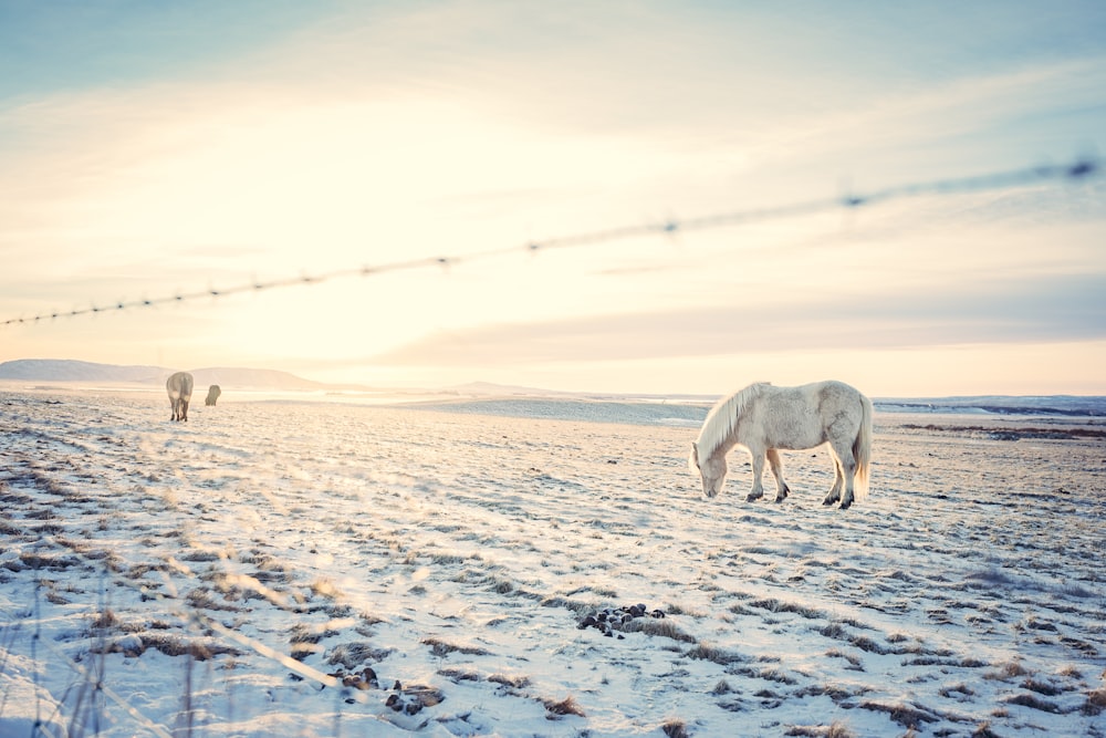 caballo blanco