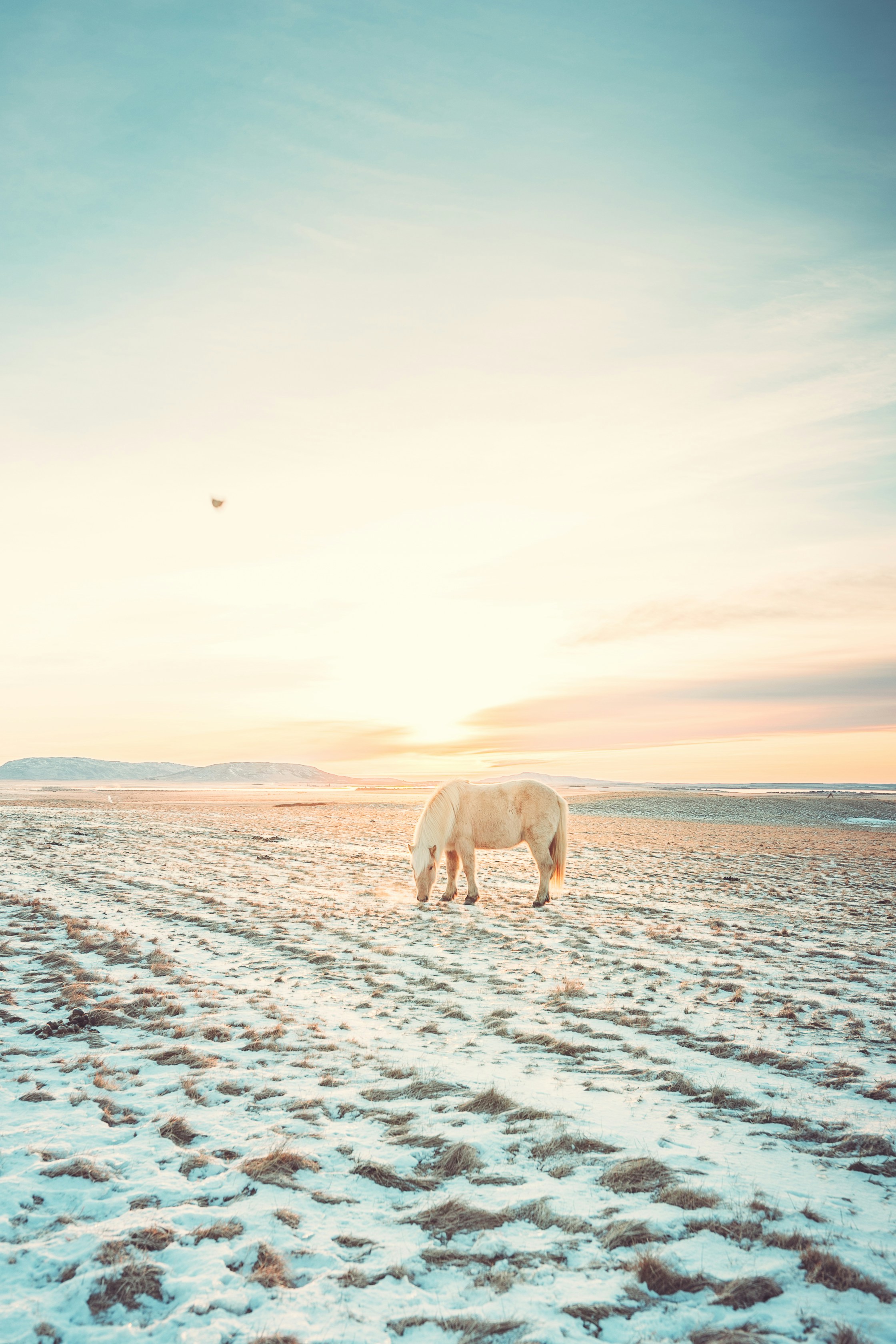 white horse