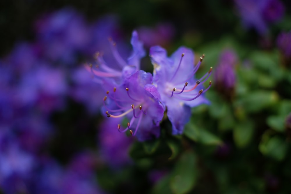 shallow focus photography of blue flower