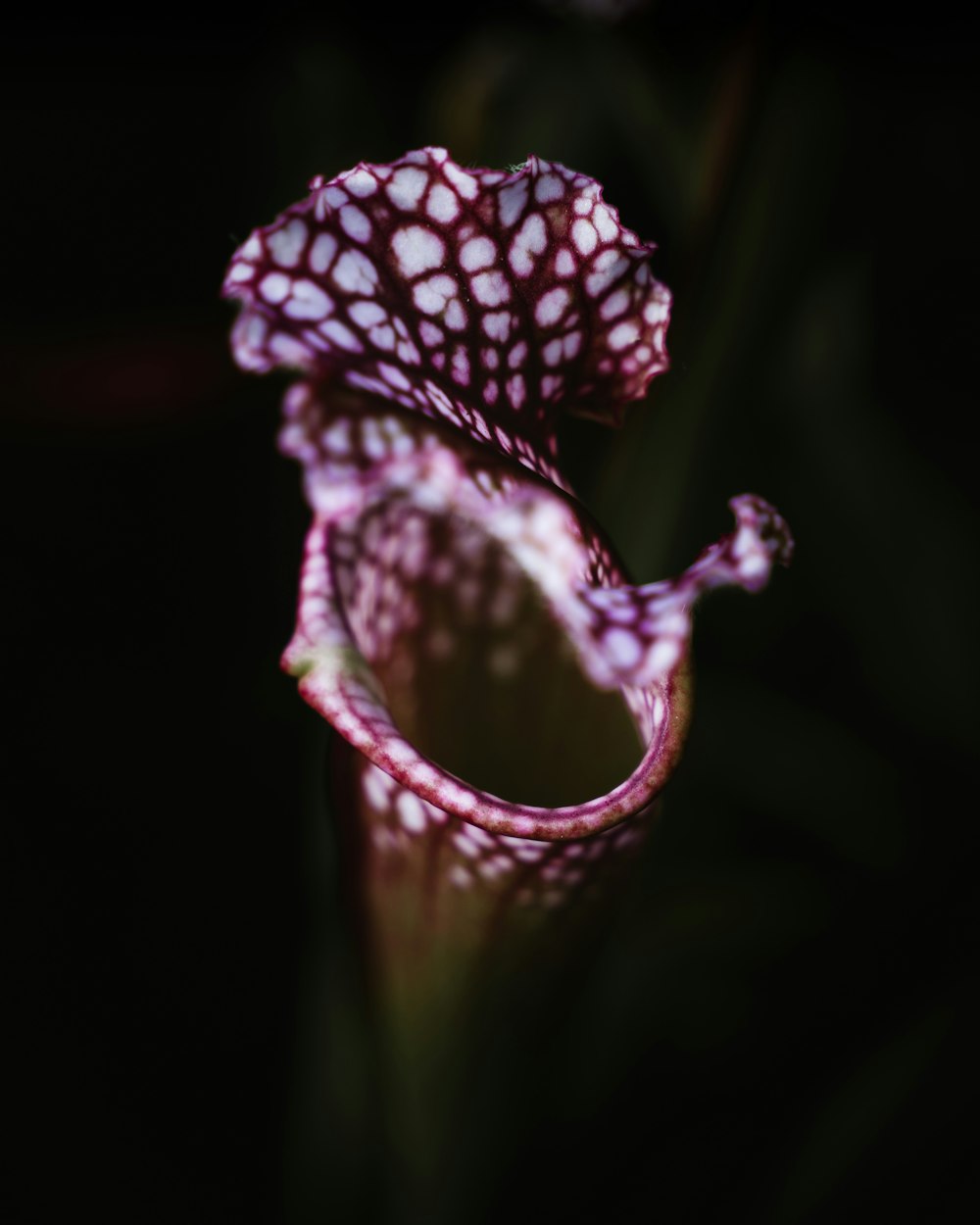 close-up photography of red plant