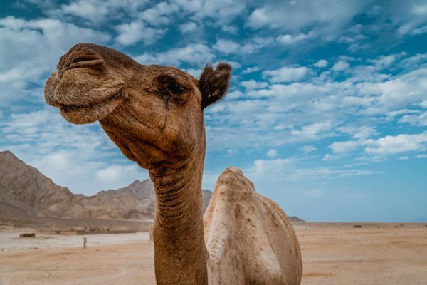 A camel against the mountains — Dahab, Egypt