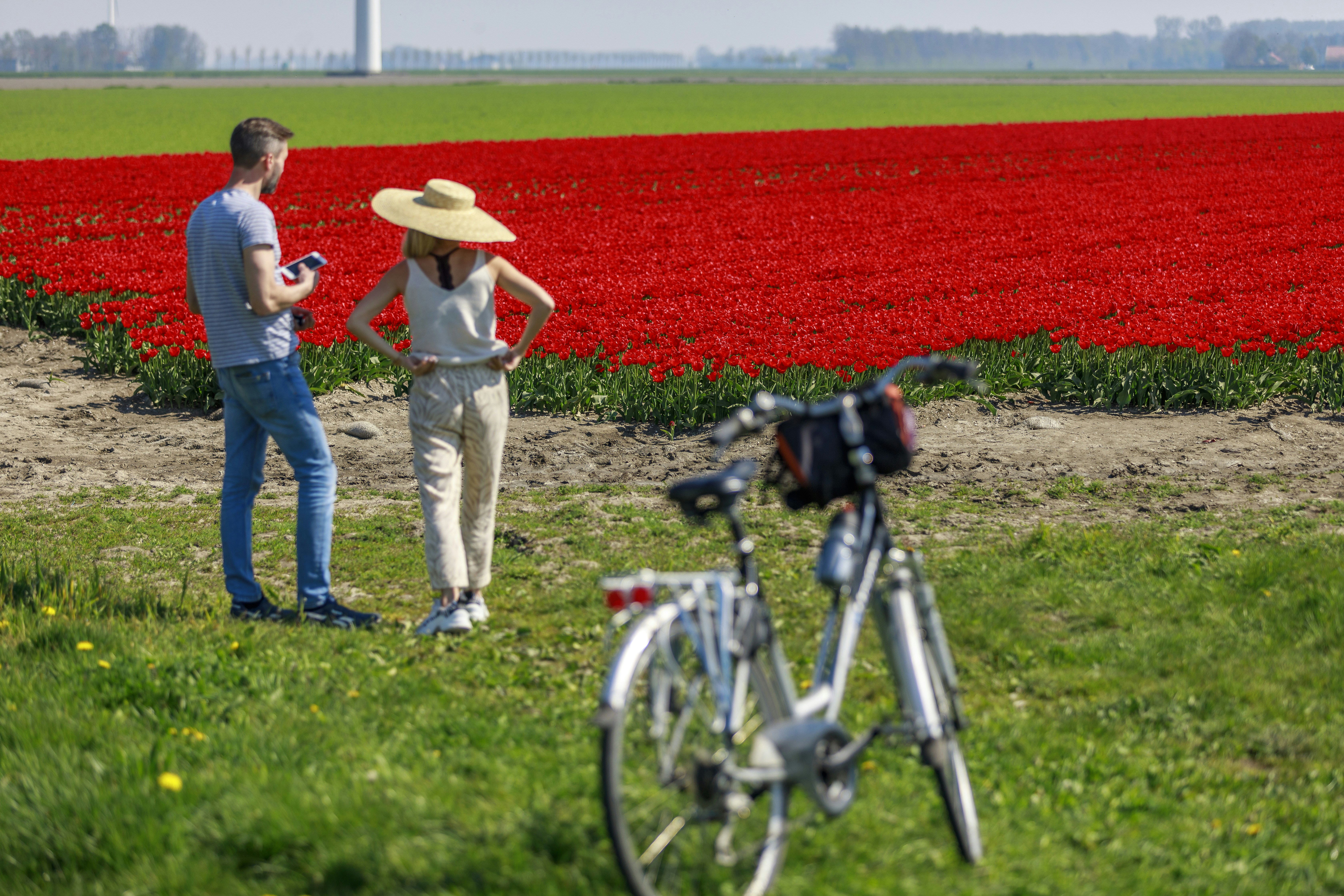 The Netherlands is -among other plants ;-)- famous for it's tulips. To breed more tulips for next year and to export, tulip fields are the way to do this. At the peak of the flowering the flower gets harvested so all the energy -the remains of the plant- goes into growing the underground bulb and multiply-ing it. after 6 to 7 weeks of growing without the flower the bulbs get harvested as wel an prepared for export and the production of next year. Around easter the tulip fields are at their full glory and this attracts tourist and locals to the fields to experience the abundance of colours.