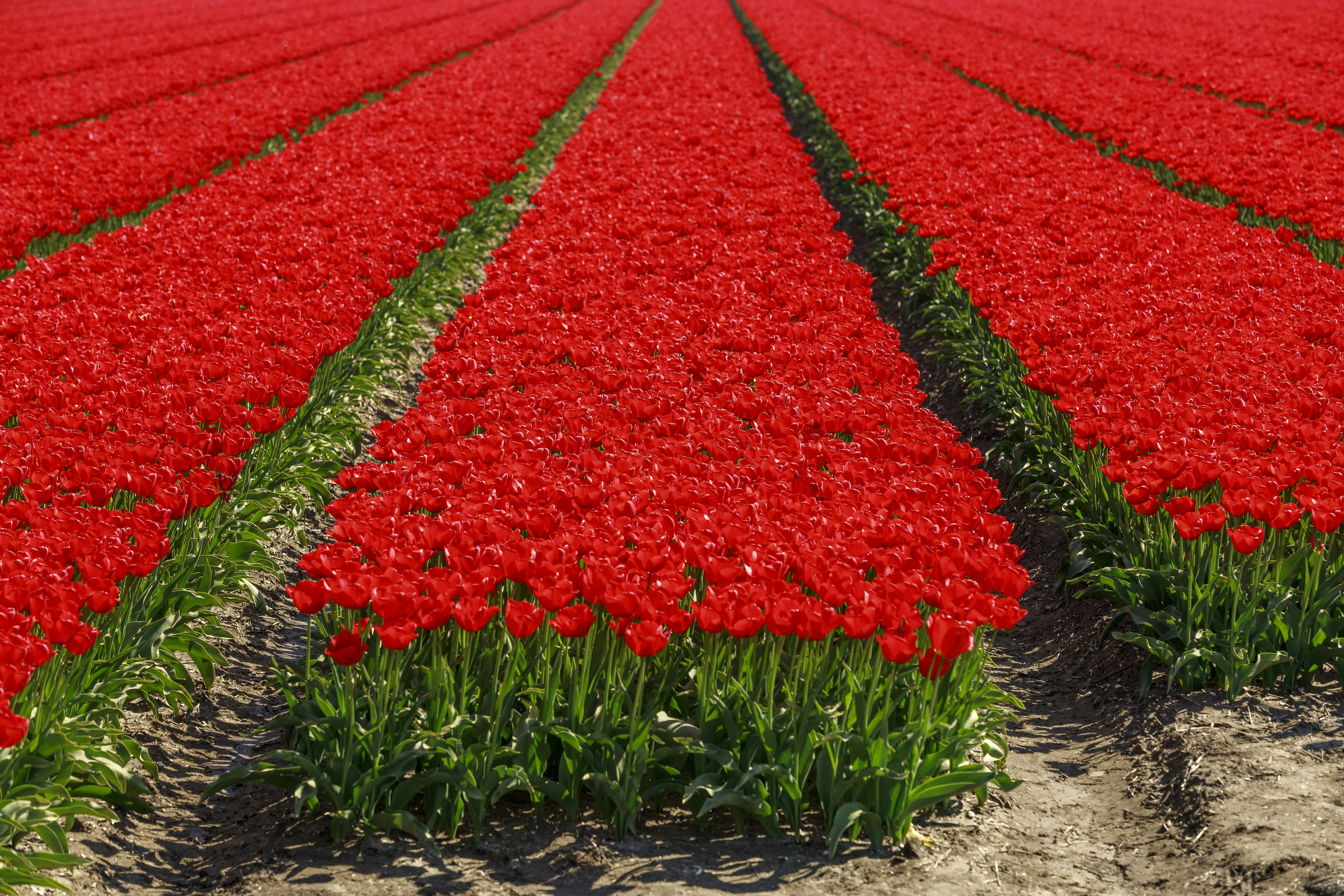 The Netherlands is -among other plants ;-)- famous for it's tulips. To breed more tulips for next year and to export, tulip fields are the way to do this. At the peak of the flowering the flower gets harvested so all the energy -the remains of the plant- goes into growing the underground bulb and multiply-ing it. after 6 to 7 weeks of growing without the flower the bulbs get harvested as wel an prepared for export and the production of next year. Around easter the tulip fields are at their full glory and this attracts tourist and locals to the fields to experience the abundance of colours.