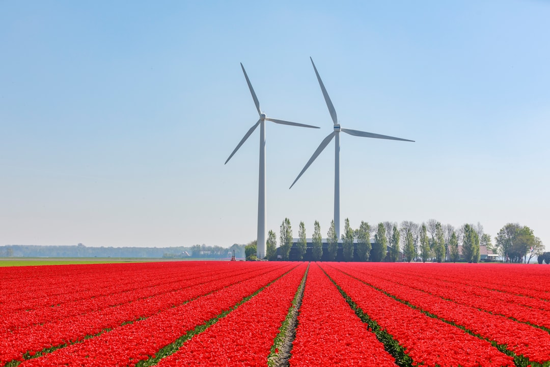 red flower field near wind turbines